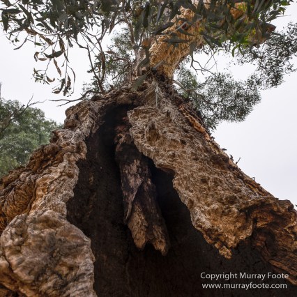 Australia, Boolcoomatta, Landscape, Night Photography, Oonartra Creek, Photography, South Australia, Travel