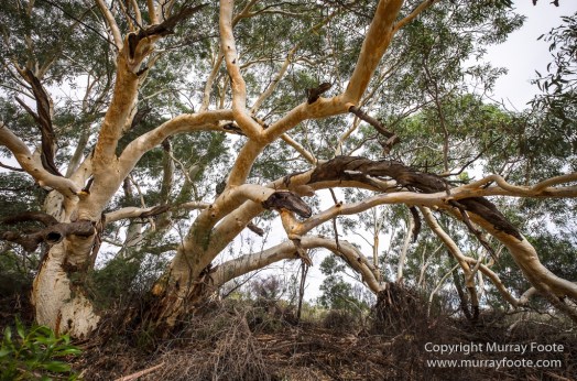 Australia, Boolcoomatta, Landscape, Night Photography, Oonartra Creek, Photography, South Australia, Travel