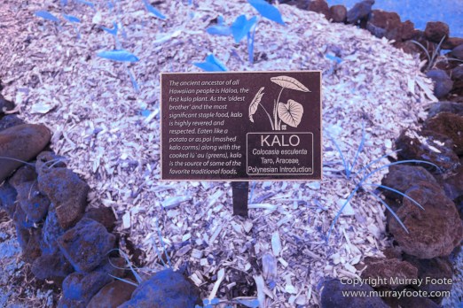 Archaeology, Hawaii, Heiaus, History, Infrared, Kahanu Gardens, Landscape, Maui, Photography, Pi'ilanihale Heiau, seascape, Travel