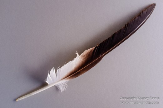 Australia, Boolcoomatta, Kangaroos, Landscape, Night Photography, Photography, South Australia, Travel