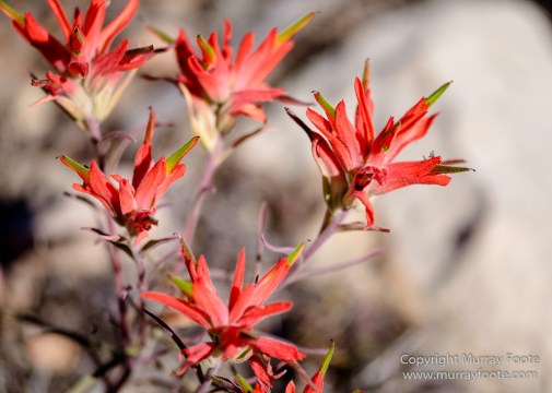 Arizona, Grand Canyon, Landscape, Photography, Southwest Canyonlands, Travel, USA
