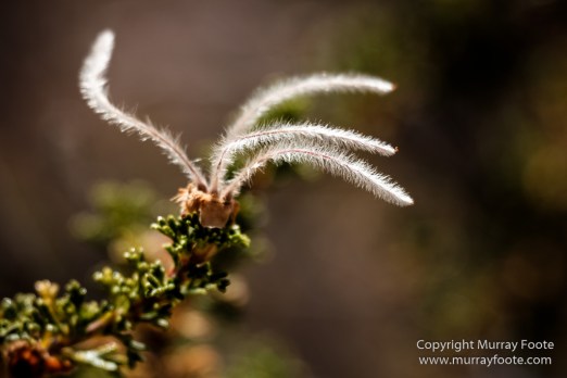 Arizona, Grand Canyon, Landscape, Photography, Southwest Canyonlands, Travel, USA
