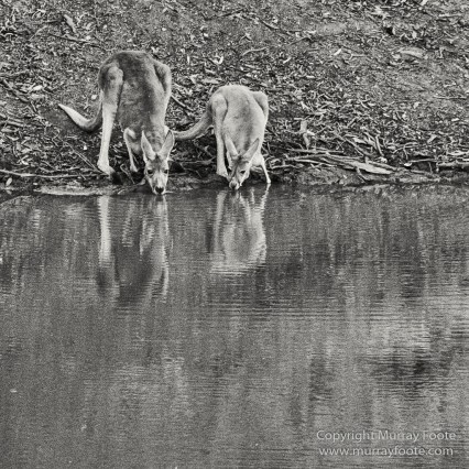 Australia, Black and White, Boolcoomatta, Boolcoomatta Station, Cars, Infrared, Landscape, Monochrome, Nature, Night Photography, Photography, South Australia, Travel