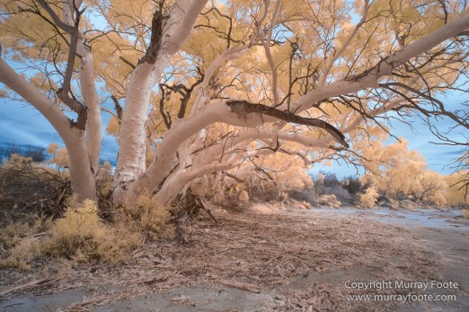 Australia, Boolcoomatta, Infrared, Landscape, Nature, Oonartra Creek, Photography, South Australia, Travel