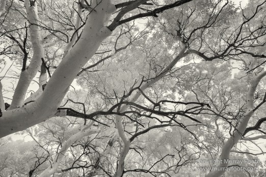 Australia, Black and White, Boolcoomatta, Boolcoomatta Station, Cars, Infrared, Landscape, Monochrome, Nature, Night Photography, Photography, South Australia, Travel