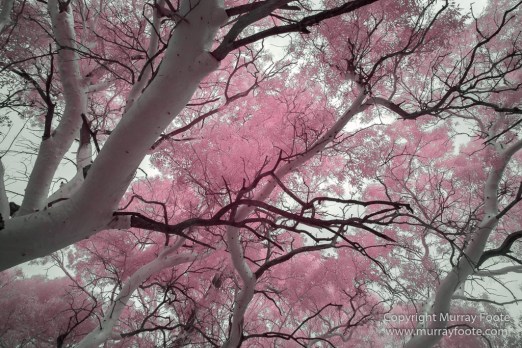 Australia, Boolcoomatta, Infrared, Landscape, Nature, Oonartra Creek, Photography, South Australia, Travel