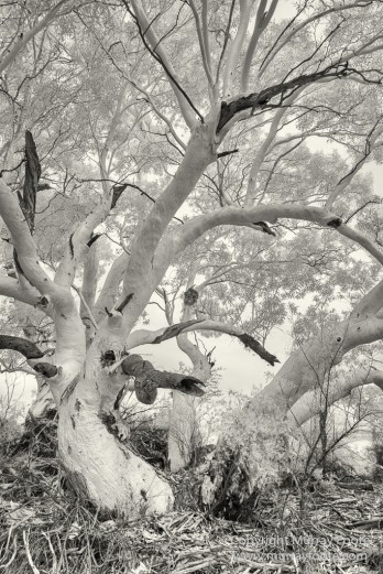 Australia, Black and White, Boolcoomatta, Boolcoomatta Station, Cars, Infrared, Landscape, Monochrome, Nature, Night Photography, Photography, South Australia, Travel