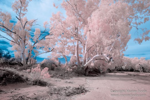 Australia, Boolcoomatta, Infrared, Landscape, Nature, Oonartra Creek, Photography, South Australia, Travel