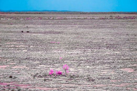 Australia, Boolcoomatta, Boolcoomatta Station, Dome Rock, Infrared, Landscape, Nature, Photography, South Australia, Travel, White's Whim and Well