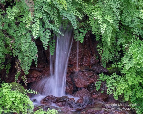 Flowers, Landscape, New Orleans, New Orleans Botanical Garden, Photography, Travel, USA