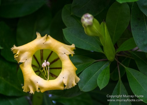 Flowers, Landscape, New Orleans, New Orleans Botanical Garden, Photography, Travel, USA