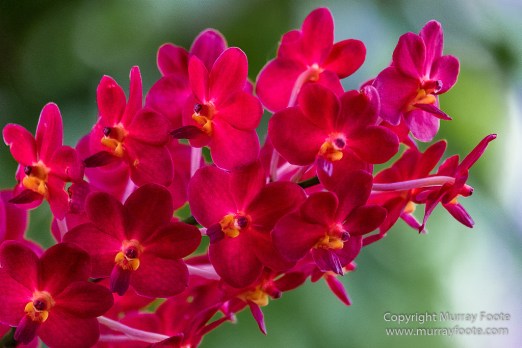 Flowers, Landscape, New Orleans, New Orleans Botanical Garden, Photography, Travel, USA