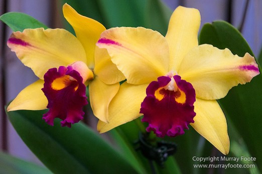 Flowers, Landscape, New Orleans, New Orleans Botanical Garden, Photography, Travel, USA