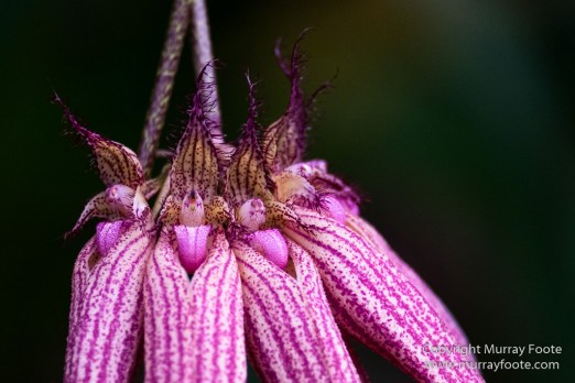 Flowers, Landscape, New Orleans, New Orleans Botanical Garden, Photography, Travel, USA