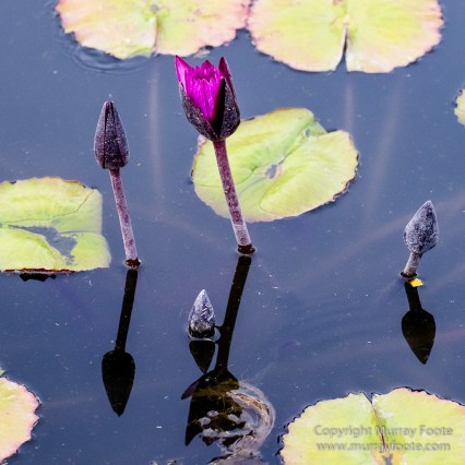 Flowers, Landscape, New Orleans, New Orleans Botanical Garden, Photography, Travel, USA
