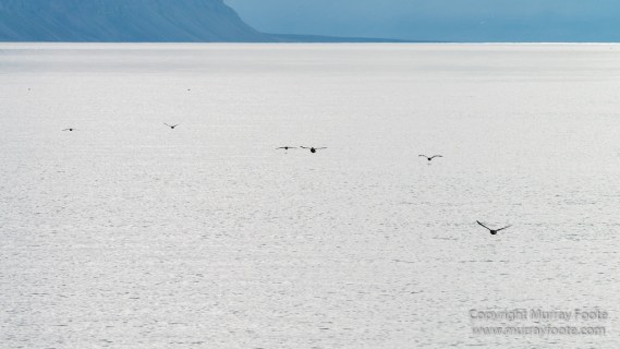 History, Landscape, Longyearbyen, Nordenskiöld Glacier, Photography, seascape, Spitsbergen, Travel