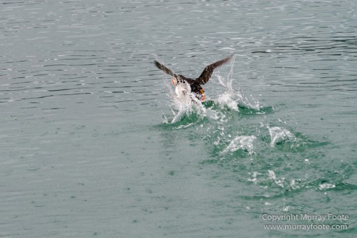 Glacier, History, Kapp Thorsden, Landscape, Longyearbyen, Photography, seascape, Spitsbergen, Travel