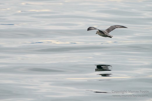 Glacier, History, Kapp Thorsden, Landscape, Longyearbyen, Photography, seascape, Spitsbergen, Travel