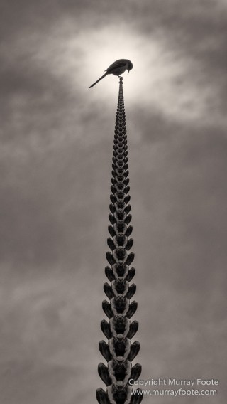 Architecture, Black and White, Monochrome, New Orleans, Photography, Street photography, Travel, USA
