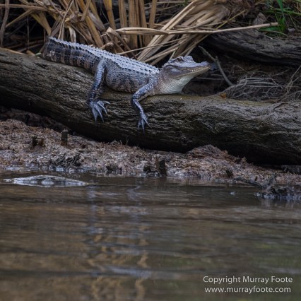 Bayou, Alligator, Landscape, Mississippi River, Nature, New Orleans, Photography, Travel, USA, Wilderness, Wildlife
