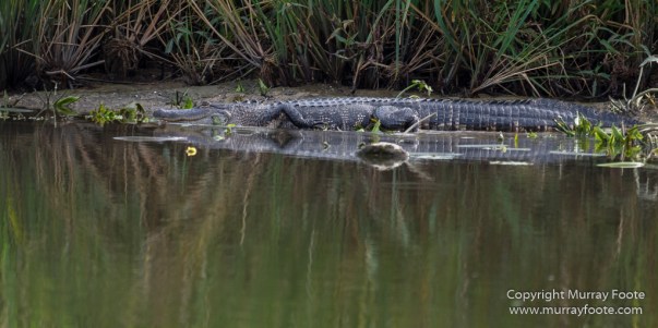 Bayou, Alligator, Landscape, Mississippi River, Nature, New Orleans, Photography, Travel, USA, Wilderness, Wildlife