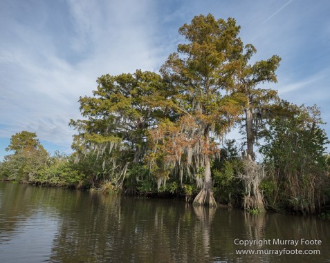 Bayou, Alligator, Landscape, Mississippi River, Nature, New Orleans, Photography, Travel, USA, Wilderness, Wildlife