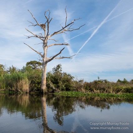 Bayou, Alligator, Landscape, Mississippi River, Nature, New Orleans, Photography, Travel, USA, Wilderness, Wildlife