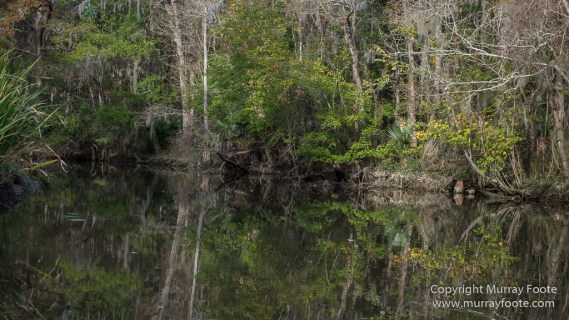 Bayou, Alligator, Landscape, Mississippi River, Nature, New Orleans, Photography, Travel, USA, Wilderness, Wildlife