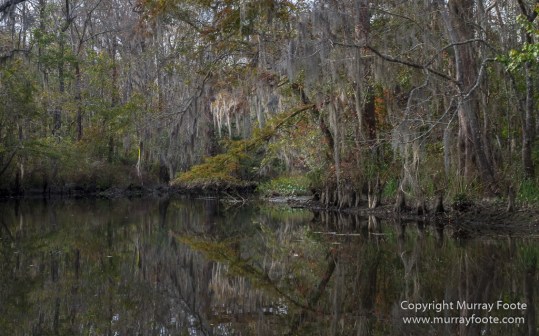 Bayou, Alligator, Landscape, Mississippi River, Nature, New Orleans, Photography, Travel, USA, Wilderness, Wildlife