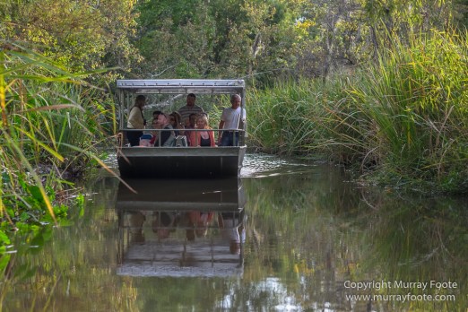 Bayou, Alligator, Landscape, Mississippi River, Nature, New Orleans, Photography, Travel, USA, Wilderness, Wildlife