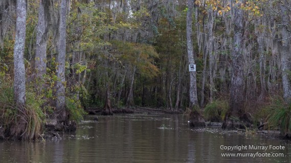 Bayou, Alligator, Landscape, Mississippi River, Nature, New Orleans, Photography, Travel, USA, Wilderness, Wildlife