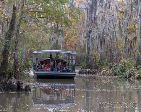 Bayou, Alligator, Landscape, Mississippi River, Nature, New Orleans, Photography, Travel, USA, Wilderness, Wildlife