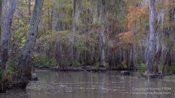 Bayou, Alligator, Landscape, Mississippi River, Nature, New Orleans, Photography, Travel, USA, Wilderness, Wildlife