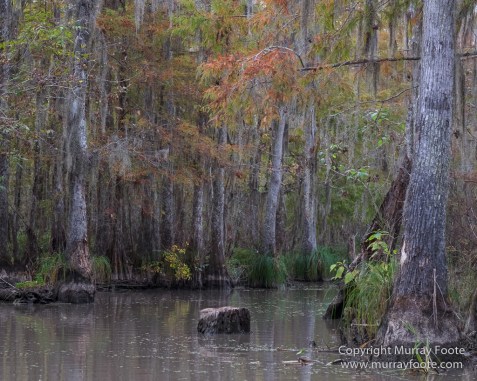 Bayou, Alligator, Landscape, Mississippi River, Nature, New Orleans, Photography, Travel, USA, Wilderness, Wildlife