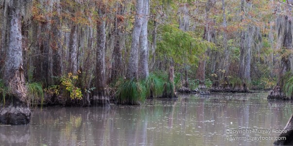 Bayou, Alligator, Landscape, Mississippi River, Nature, New Orleans, Photography, Travel, USA, Wilderness, Wildlife