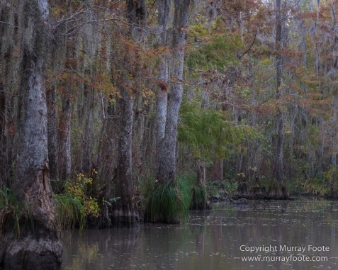 Bayou, Alligator, Landscape, Mississippi River, Nature, New Orleans, Photography, Travel, USA, Wilderness, Wildlife