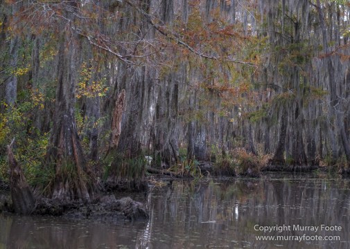 Bayou, Alligator, Landscape, Mississippi River, Nature, New Orleans, Photography, Travel, USA, Wilderness, Wildlife