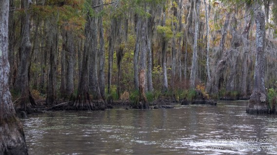 Bayou, Alligator, Landscape, Mississippi River, Nature, New Orleans, Photography, Travel, USA, Wilderness, Wildlife