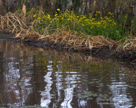 Bayou, Alligator, Landscape, Mississippi River, Nature, New Orleans, Photography, Travel, USA, Wilderness, Wildlife