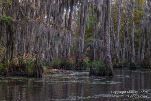 Bayou, Alligator, Landscape, Mississippi River, Nature, New Orleans, Photography, Travel, USA, Wilderness, Wildlife