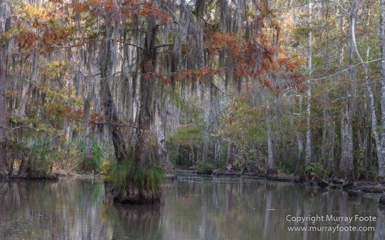 Bayou, Alligator, Landscape, Mississippi River, Nature, New Orleans, Photography, Travel, USA, Wilderness, Wildlife