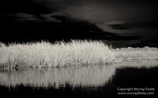 Bayou, Black and White, Infrared, Landscape, Monochrome, Nature, New Orleans, Photography, Travel, USA, Wilderness