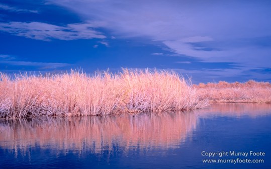Bayou, Infrared, Landscape, Mississippi River, Nature, New Orleans, Photography, Travel, USA, Wilderness