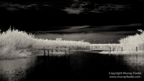 Bayou, Black and White, Infrared, Landscape, Monochrome, Nature, New Orleans, Photography, Travel, USA, Wilderness