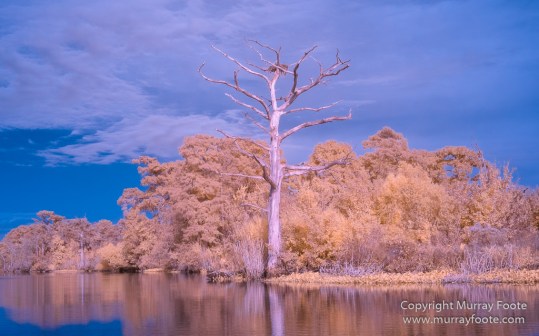 Bayou, Infrared, Landscape, Mississippi River, Nature, New Orleans, Photography, Travel, USA, Wilderness