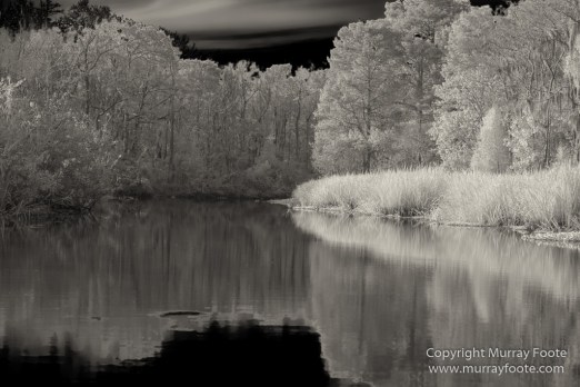 Bayou, Black and White, Infrared, Landscape, Monochrome, Nature, New Orleans, Photography, Travel, USA, Wilderness
