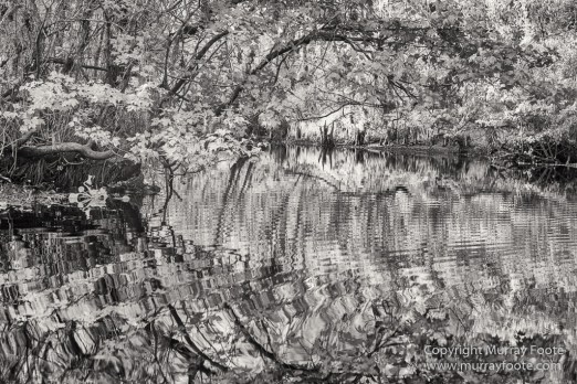 Bayou, Black and White, Infrared, Landscape, Monochrome, Nature, New Orleans, Photography, Travel, USA, Wilderness