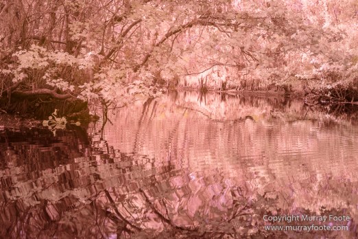 Bayou, Infrared, Landscape, Mississippi River, Nature, New Orleans, Photography, Travel, USA, Wilderness
