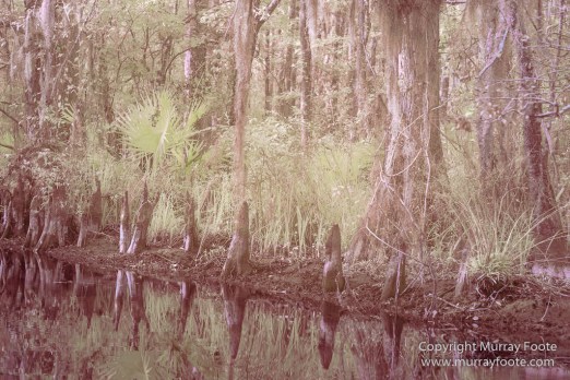 Bayou, Infrared, Landscape, Mississippi River, Nature, New Orleans, Photography, Travel, USA, Wilderness