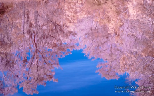 Bayou, Infrared, Landscape, Mississippi River, Nature, New Orleans, Photography, Travel, USA, Wilderness